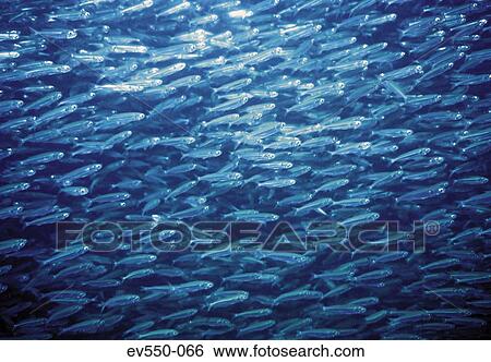 Stock Photograph - School of fish. Fotosearch