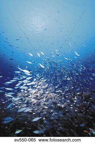School of fish View Large Photo Image Stock Photography - School of fish. Fotosearch