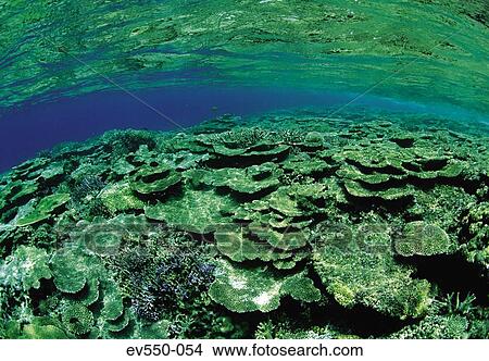 Picture - Sea fauna. Fotosearch