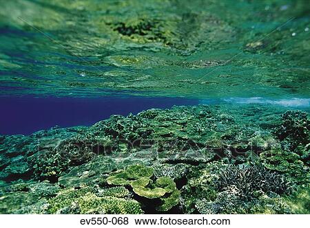 Sea fauna View Large Photo Image Stock Photo - Sea fauna. Fotosearch