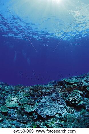 Stock Image - Seabed. Fotosearch