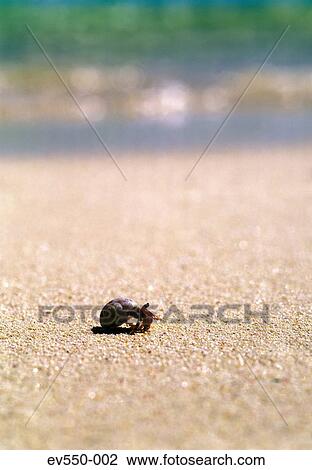 Stock Image - Shell on beach. Fotosearch