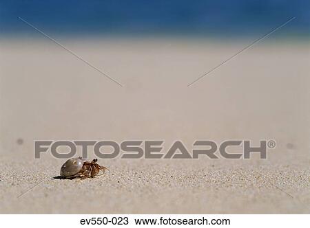 Stock Image - Shell on beach. Fotosearch