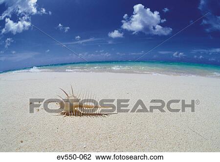 Stock Image - Shell on beach. Fotosearch