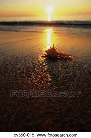 Stock Photography - Shell on beach. Fotosearch