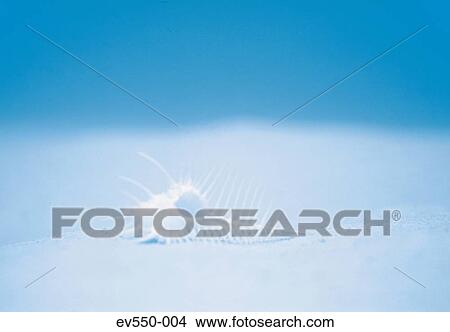 Shell on seabed View Large Photo Image Picture - Shell on seabed. Fotosearch