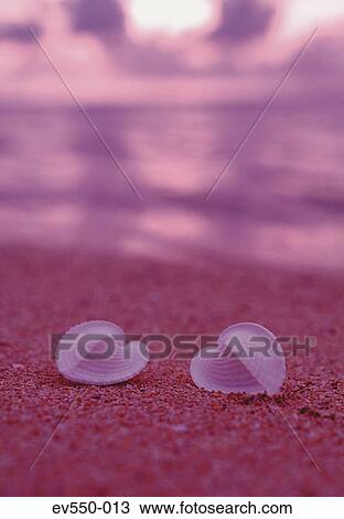 Shells on beach View Large Photo Image Stock Image - Shells on beach. Fotosearch