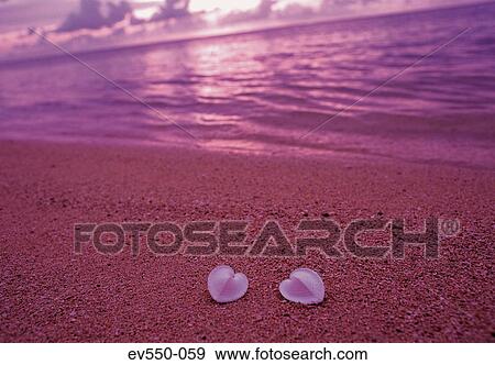 Shells on beach View Large Photo Image Stock Photo - Shells on beach. Fotosearch