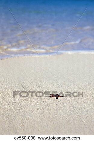 Starfish View Large Photo Image Stock Photo - Starfish. Fotosearch