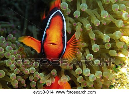 Picture - Tropical fish. Fotosearch