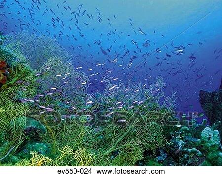 Picture - Tropical fish. Fotosearch