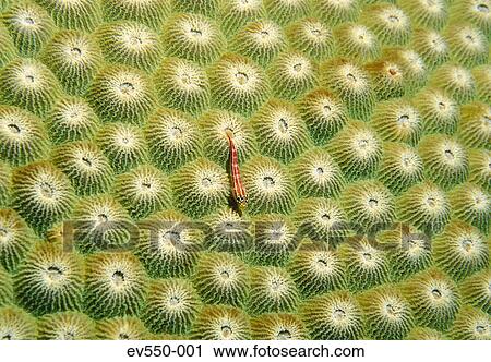 Stock Image - Tropical fish. Fotosearch