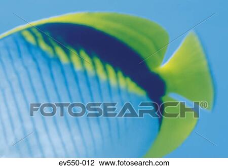 Stock Image - Tropical fish. Fotosearch