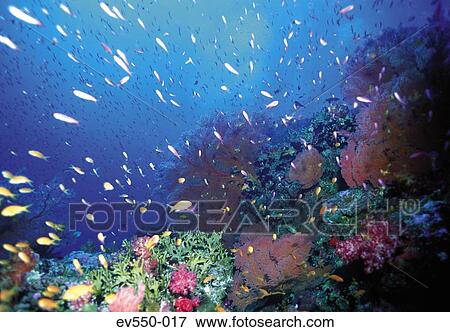 Tropical fish View Large Photo Image Stock Photo - Tropical fish. Fotosearch