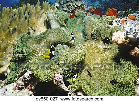 Stock Photo - Tropical fish. Fotosearch