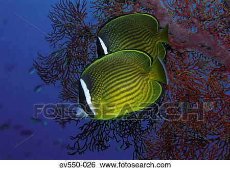 Tropical fish View Large Photo Image Stock Photograph - Tropical fish. Fotosearch
