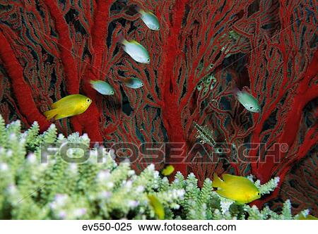 Tropical fish View Large Photo Image Stock Photography - Tropical fish. Fotosearch