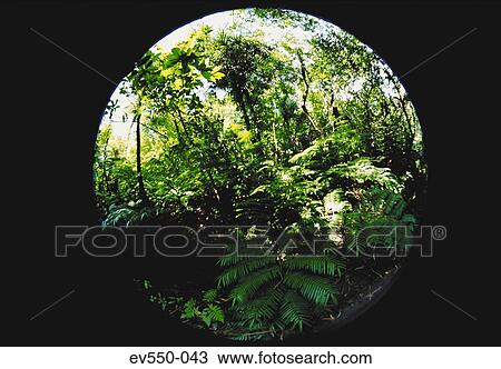 Tropical forest View Large Photo Image Stock Image - Tropical forest. Fotosearch