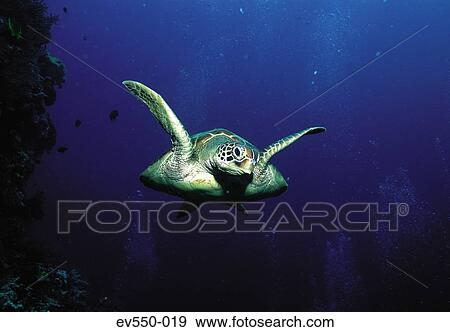 Turtle View Large Photo Image Stock Photo - Turtle. Fotosearch