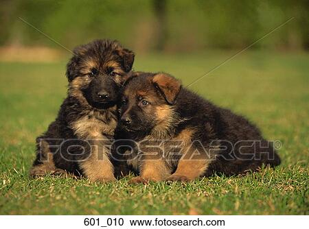 Alsatian puppies View Large Photo Image Stock Image - Alsatian puppies. Fotosearch