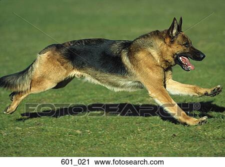 Alsatian View Large Photo Image Stock Image - Alsatian. Fotosearch
