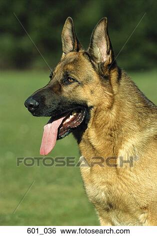 Alsatian View Large Photo Image Stock Photograph - Alsatian. Fotosearch