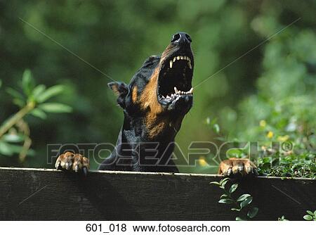 Stock Photo - Barking doberman. Fotosearch