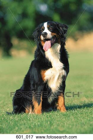 Bernese mountain dog View Large Photo Image Stock Photo - Bernese mountain dog. Fotosearch