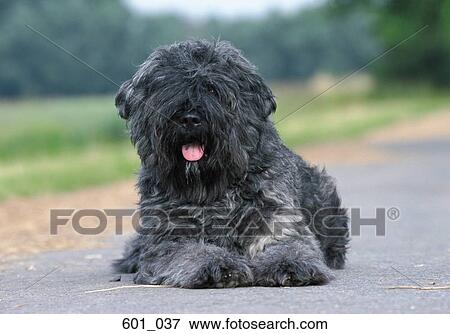 Black bouvier View Large Photo Image Stock Photo - Black bouvier. Fotosearch
