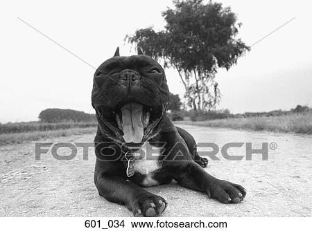 Picture - Bulldog. Fotosearch