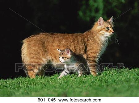 Stock Photography - Cats. Fotosearch