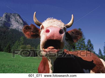 Stock Image - Cow. Fotosearch