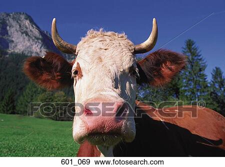 Cow View Large Photo Image Stock Photo - Cow. Fotosearch