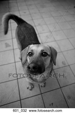 Stock Image - Dachshund. Fotosearch