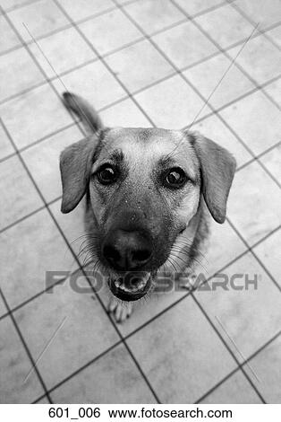 Dachshund View Large Photo Image Stock Photograph - Dachshund. Fotosearch