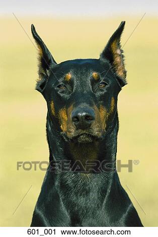 Stock Image - Doberman. Fotosearch