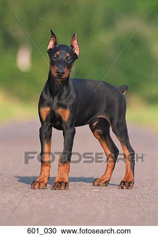 Stock Image - Doberman. Fotosearch