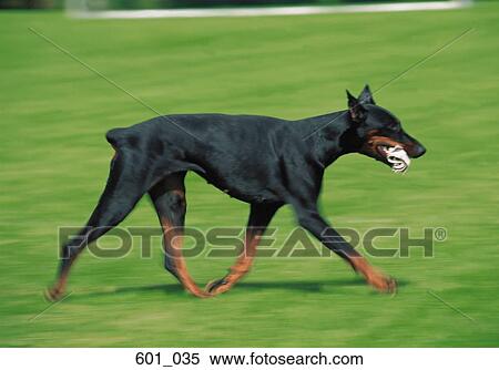 Stock Photography - Doberman. Fotosearch