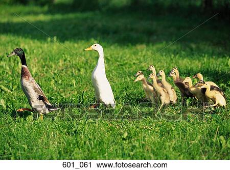 Family of geese View Large Photo Image Stock Image - Family of geese. Fotosearch