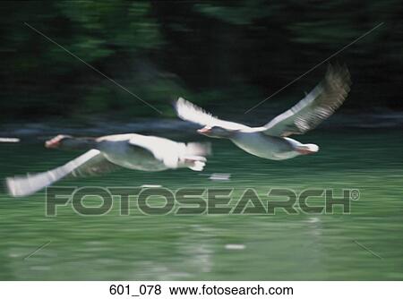 Flying ducks View Large Photo Image Stock Photo - Flying ducks. Fotosearch