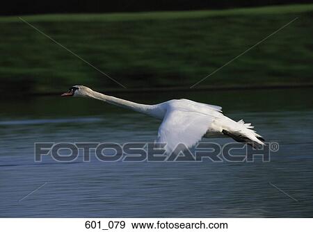 Stock Photo - Flying swan. Fotosearch