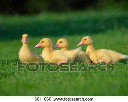 Stock Image - Four ducklings. Fotosearch