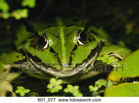 Stock Photo - Frog. Fotosearch