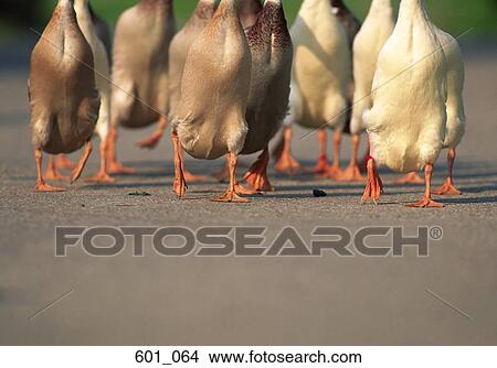 Picture - Geese. Fotosearch