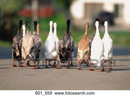 Stock Photo - Geese. Fotosearch