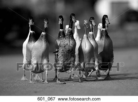 Stock Photo - Geese. Fotosearch