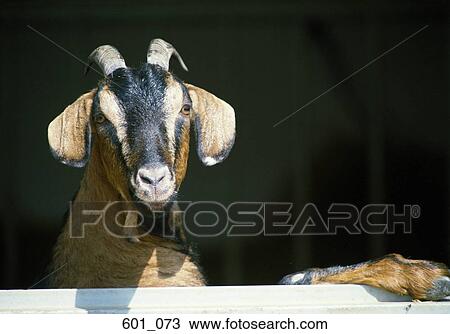 Stock Image - Goat. Fotosearch
