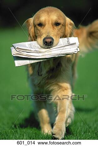 Golden retriever View Large Photo Image Picture - Golden retriever. Fotosearch