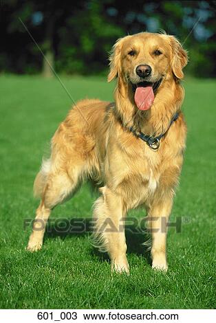 Stock Image - Golden retriever. Fotosearch