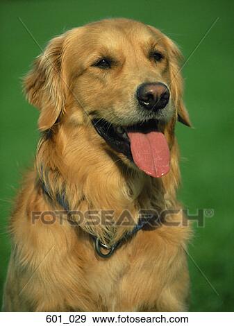 Stock Photo - Golden retriever. Fotosearch
